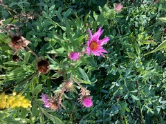 Symphyotrichum novae-angliae