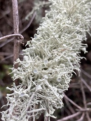 Ramalina