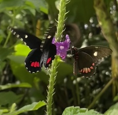 Parides iphidamas