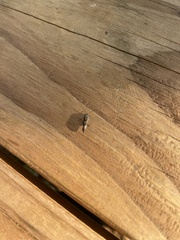 Cerastipsocus venosus