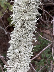 Ramalina