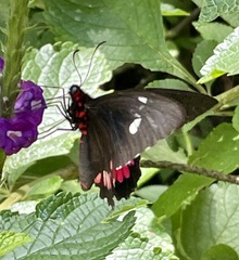 Parides iphidamas