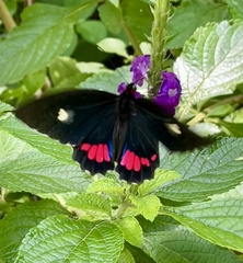 Parides iphidamas