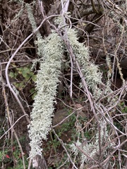 Ramalina