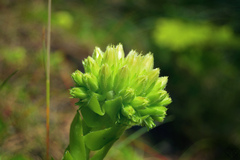 Sempervivum globiferum