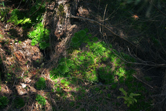 Sempervivum globiferum