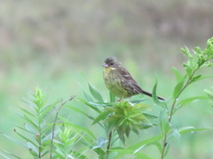 Emberiza personata
