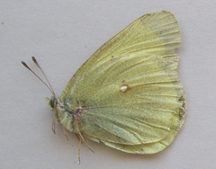 Colias gigantea