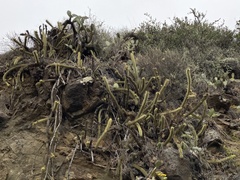 Bergerocactus emoryi