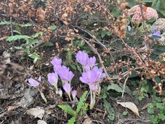 Colchicum speciosum