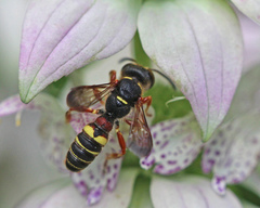 Cerceris bicornuta
