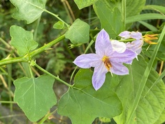 Solanum trilobatum