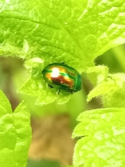 Chrysolina fastuosa