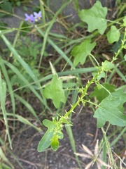 Solanum trilobatum