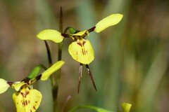 Diuris pardina × chryseopsis