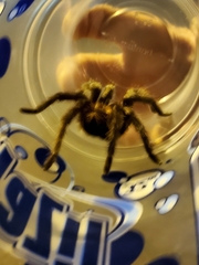 Aphonopelma chalcodes