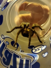 Aphonopelma chalcodes