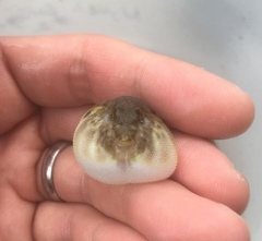 Sphoeroides maculatus