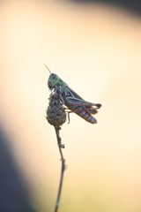 Stenobothrus lineatus