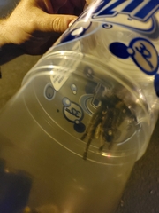 Aphonopelma chalcodes