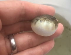 Sphoeroides maculatus