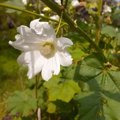 Malva weinmanniana