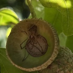 Paroligolophus agrestis