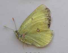 Colias gigantea