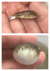 Sphoeroides maculatus