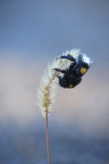 Bombus