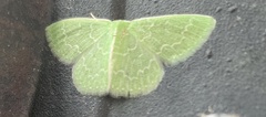 Synchlora frondaria