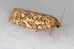 Choristoneura houstonana