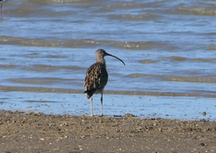 Numenius madagascariensis