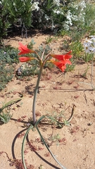 Zephyranthes phycelloides