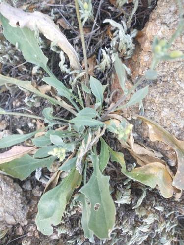 Image of White Bladderpod (Physaria purpurea) by no rights reserved