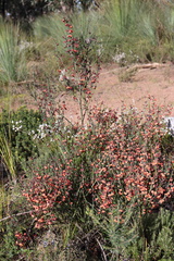 Daviesia brevifolia
