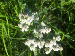 Achillea ptarmica