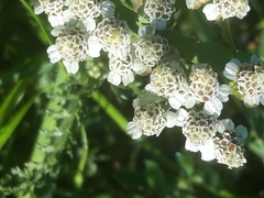 Achillea ptarmica