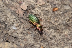 Carabus auronitens