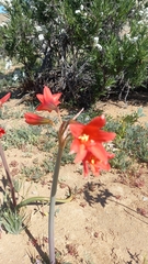 Zephyranthes phycelloides