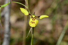 Diuris pardina × chryseopsis