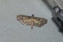 Eurrhyparodes bracteolalis
