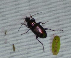 Poecilus chalcites
