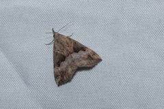 Hypena indicatalis