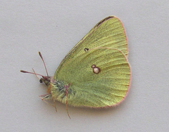 Colias gigantea