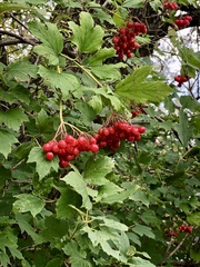 Viburnum opulus