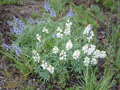 Lupinus sericeus