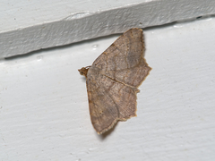 Digrammia ocellinata
