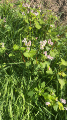 Fagopyrum esculentum
