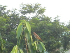 Lanius cristatus